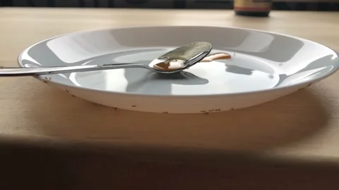 Ants crawl on a white plate Stock Footage 138544039