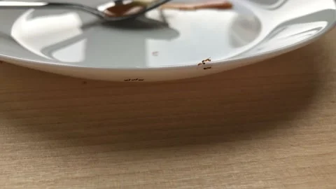 Ants crawl on a white plate Stock Footage 138544054
