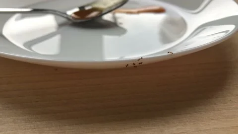 Ants crawl on a white plate Stock Footage 138544075