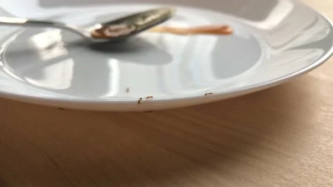 Ants crawl on a white plate Stock Footage 138544083