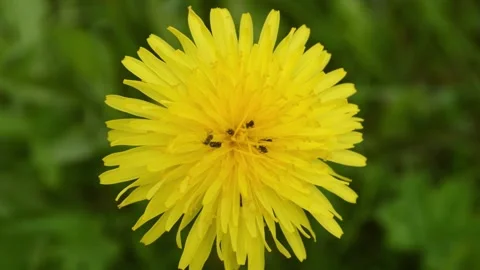 Ants crawl on a yellow flower. Close-up Stock Footage 132215818