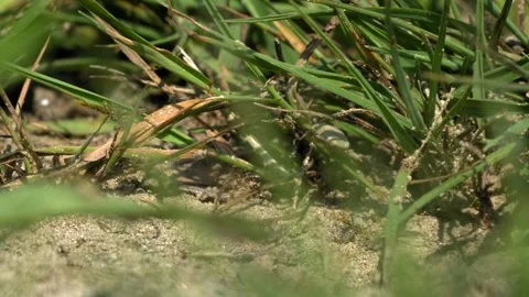 Ants Crawling Across Sandy Ground in Nature - 4K Slow Motion Wildlife Footage Stock Footage 337483965