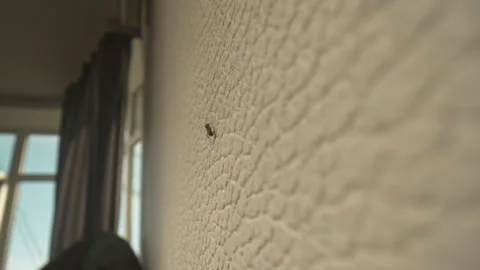 Ants crawling all over house. Having insects problems home. Pest under control Stock Footage 277644385