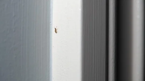 Ants crawling along a door Stock Footage 114567902