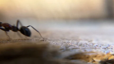 Ants crawling along a path during daytime Stock Footage 96312286