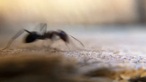 Ants crawling along a path during daytime Stock Footage 96323400