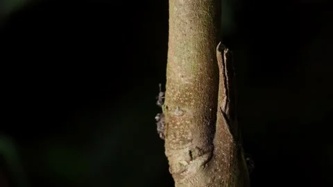 Ants Crawling Along Tropical Tree Trunk in Dark Background Stock-Footage 335261099