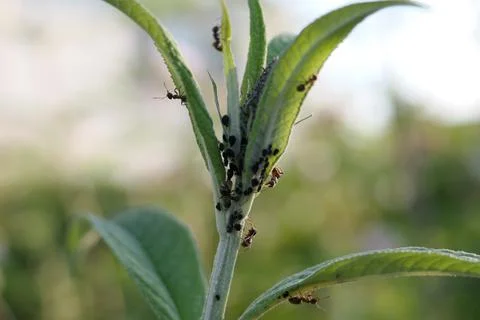 Ants crawling up and down the stem and leaves of a buddleja bush Stock Photos