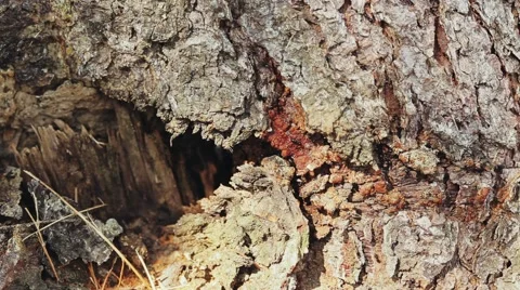 Ants crawling up and down on a tree bark. Macro shot. Stock Footage 66428534