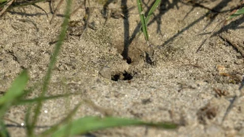 Ants Crawling In and Out of a Hole in the Ground - 4K Slow Motion Nature Footage Stock Footage 337484360