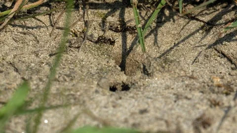 Ants Crawling In and Out of Nest Entrance - 4K Slow Motion Nature Footage Stock Footage 337484467