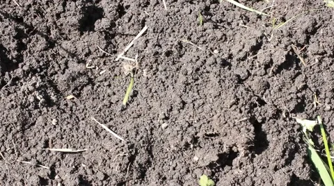 Ants crawling on the ant-hill fast during a solar eclipse Stock Footage 50076915