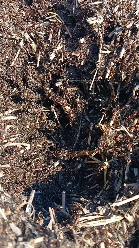 Ants crawling in an anthill close-up 스톡 동영상 309767662
