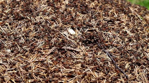 Ants crawling on anthill Video stock 42369850