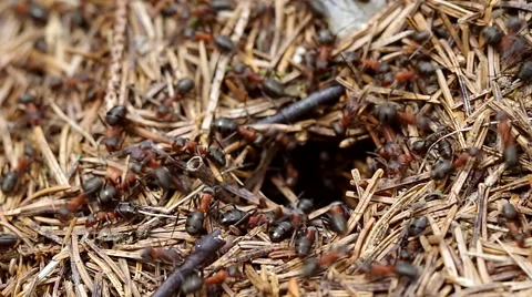 Ants crawling on anthill Video stock 42380420