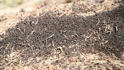 Ants crawling on anthill Stock Footage 132797786