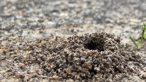 Ants crawling on Anthill Stock Footage 159644446