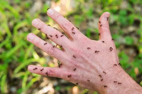 Ants crawling on the arm Stock Photos