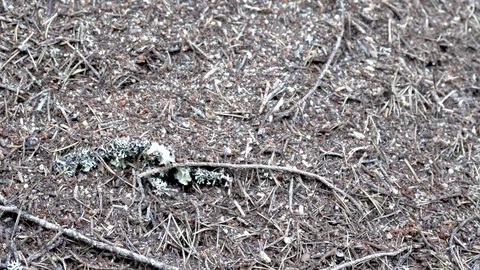 Ants crawling around in an anthill Stockbeeldmateriaal 90859116
