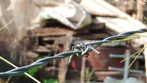 Ants Crawling on Barbed Wire - Animated Macro Nature Clip Stock Footage 307875299