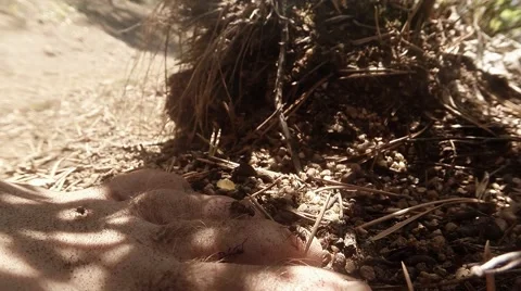 Ants crawling on the bare human foot leg anthill, macro Stock Footage 53264833