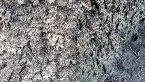 Ants crawling on the bark of a tree, background Stock Footage 270881130