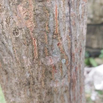 Ants crawling on a big tree Stock Photos