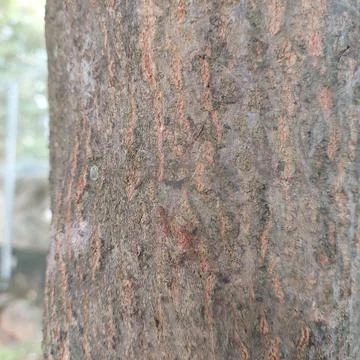 Ants crawling on a big tree Stock Photos