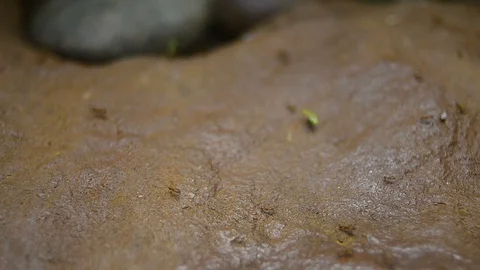 Ants crawling in chaos Stock Footage 94405635