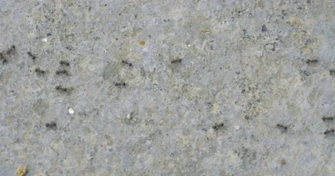 Ants crawling on the concrete floor Stock Footage 156313735