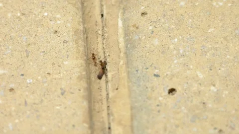 Ants crawling on concrete. Видео 246528673