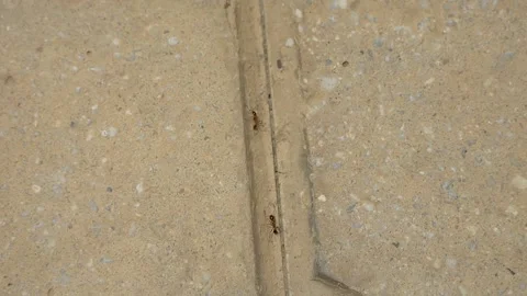 Ants crawling on concrete. Stock Footage 246528683
