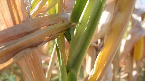 Ants crawling on the corn stem Stock Footage 79601988