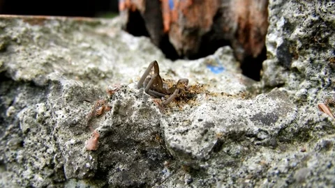 Ants Crawling on a Dead Spider - Macro Nature Animation Stock Footage 307875584