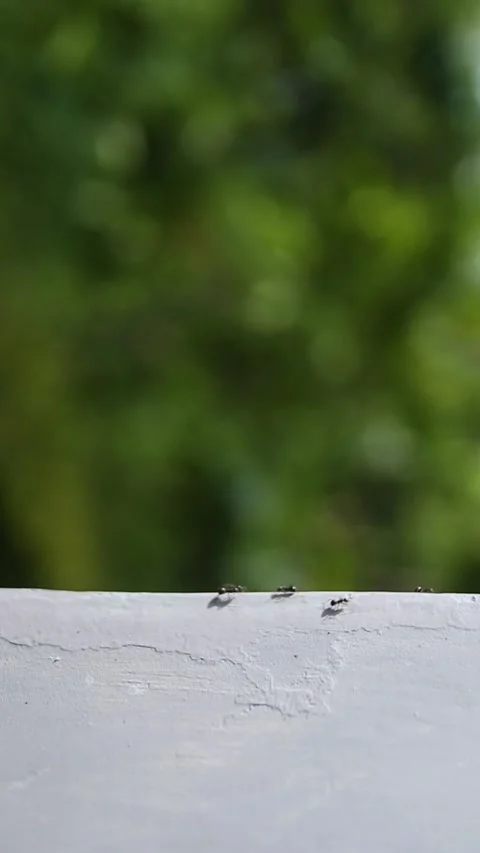Ants Crawling on Edge. Stock Footage 289434803