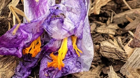 Ants crawling in a fallen flower after the rain looking for pollen Stock Footage 306322840