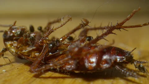 Ants crawling, feeding on dead cockroach. Insects at home. Pest control. Macro Stock-Footage 277372376