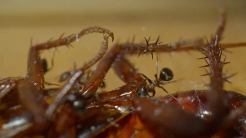 Ants crawling, feeding on dead cockroach. Insects at house. Pest control. Macro Stock-Footage 277372719