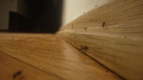 Ants crawling on the floor. Ants problem. Problem of insects in the house Stock Footage 277639694