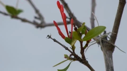 Ants crawling on flowering branch, 4K Stock Footage 50313555