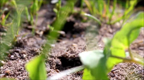 Ants crawling Stock Footage 35903985