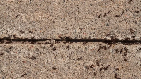 Ants crawling Vídeos de archivo 105603873