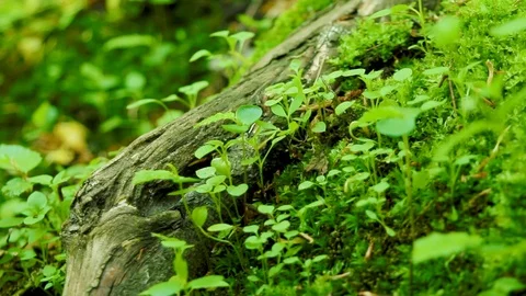 Ants crawling. Green grass in the wild forest, macro shot. Video stock 86895157