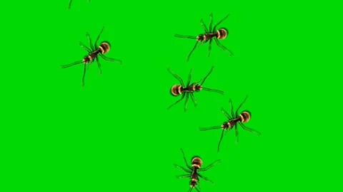 Ants Crawling on Green Screen Chroma Key Insect Swarm Animation Video stock 309444532