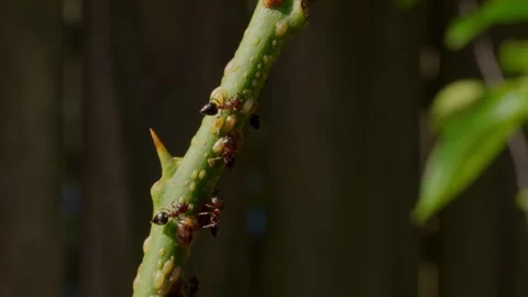 Ants Crawling On Lemon Tree Branch Close Up Stock Footage 340323043