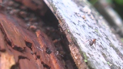 Ants crawling on a log Stock Footage 54061033