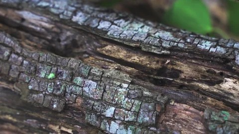 Ants crawling on a lying log Stock Footage 112406874