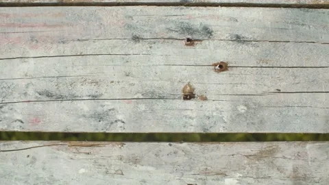 Ants crawling on old planks Stock Footage 137739385