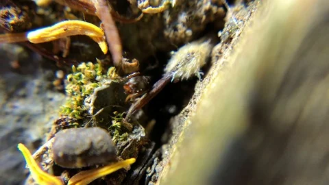 Ants crawling out of their nest Stock Footage 96314366