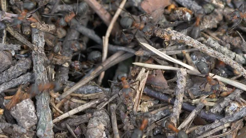 Ants crawling in &amp; out of a tunnel in the anthill Stock Footage 129774295
